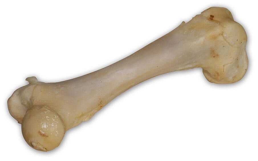 VitaFit BIELA bravčová kosť 17 cm