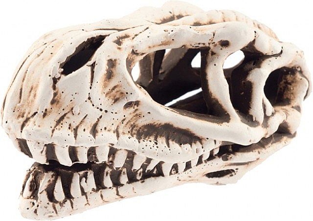Lebka dinosaura 14cm - akva. dekorácia