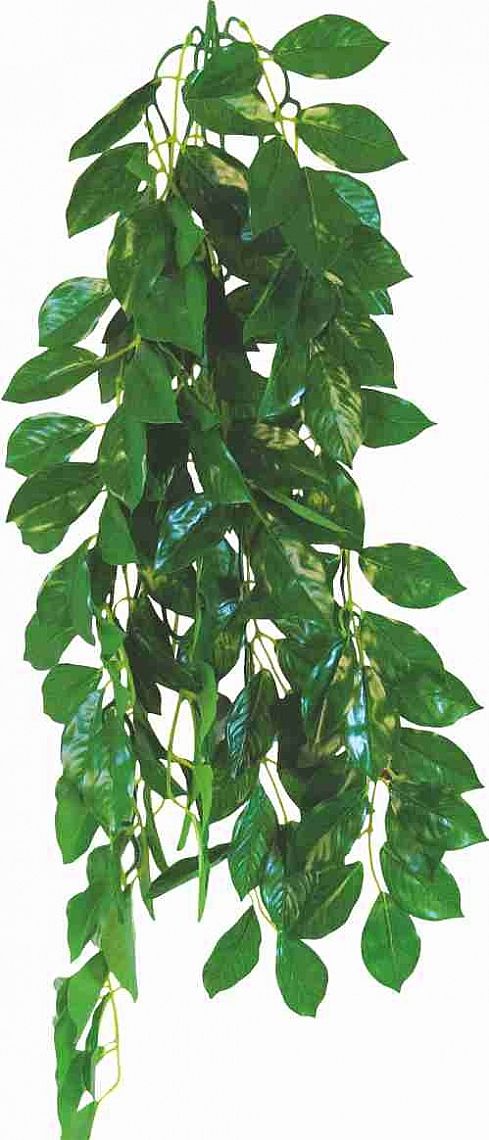 FICUS 50cm - terárijná rastlina