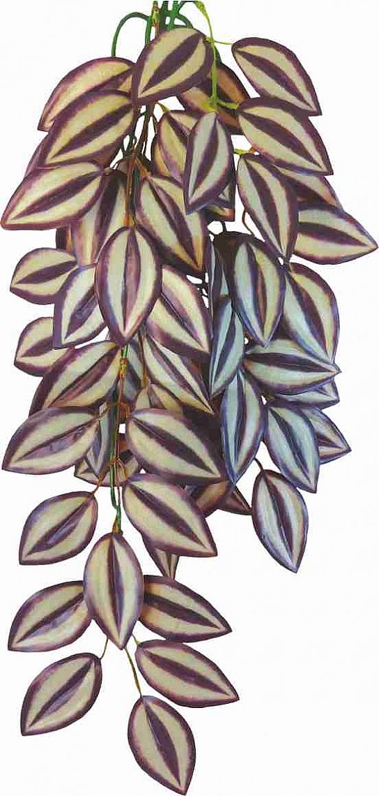 TRADESCANTIA ZEBRINA 50cm - terárijná ra