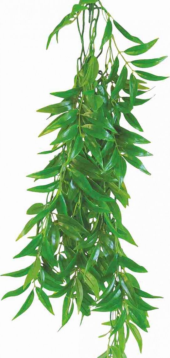 FICUS LONGIFOLIA 50cm - terárijná rastli
