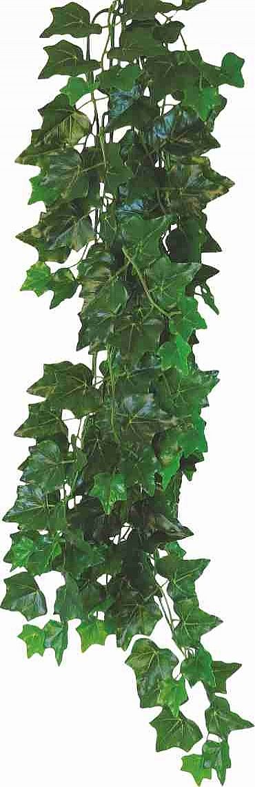 HEDERA HELIX 50cm - terárijná rastlina