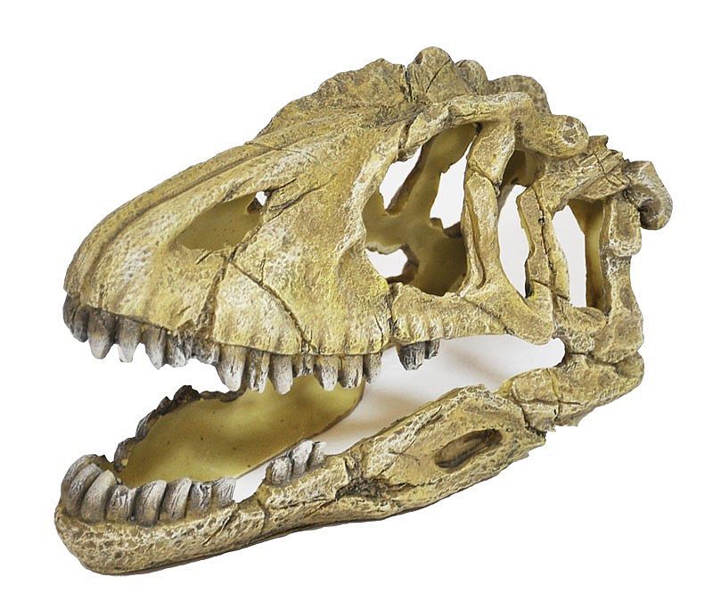 Lebka dinosaura 17cm - akva. dekorácia